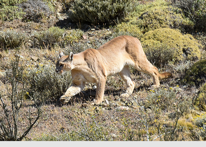 Inmitten einer steinigen Umgebung mit niedrigen, blass-grünen Pflanzen und trockenen Gräsern sieht man einen ausgewachsenen, laufenden Puma, der gerade die rechte Pfote zum nächsten Schritt gehoben hat.